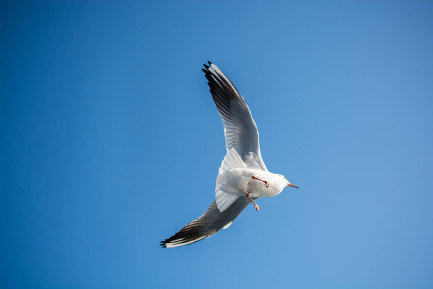 Pojedyncza mewa latająca na błękitnym niebie jako tło - Zdjęcie, obraz