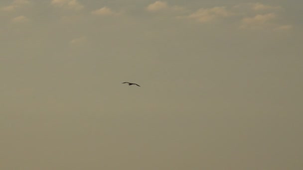 Bird of a crane flies in the sky - Footage, Video