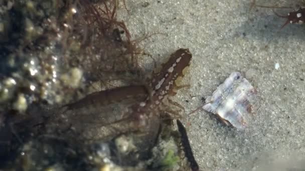 Valvifera Isopod skorupiaków morskich w poszukiwaniu żywności wśród wodorostów, pod wodą - Materiał filmowy, wideo