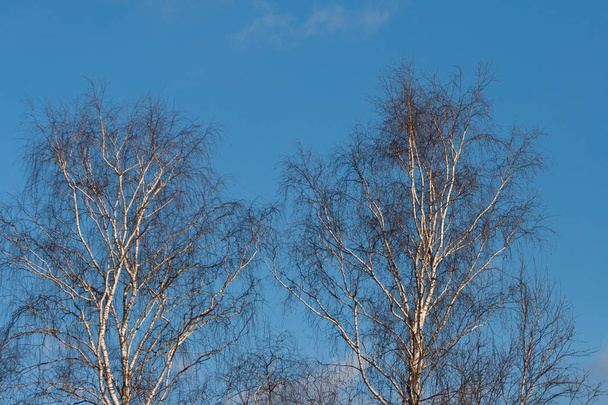 Crown of birch on a background of blue April sky - 写真・画像