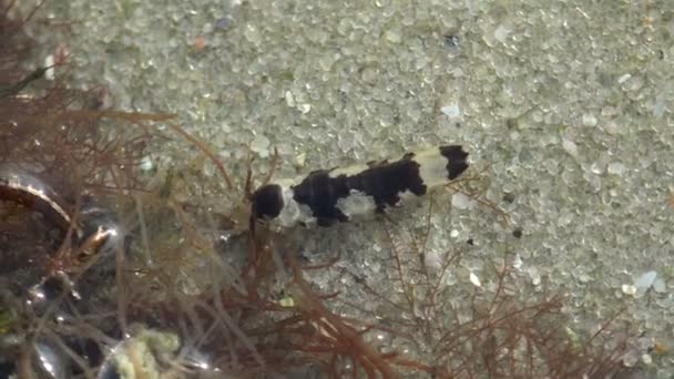 valvifera marine Isopoden Krebstiere auf der Suche nach Nahrung unter Algen, Unterwasser - Filmmaterial, Video