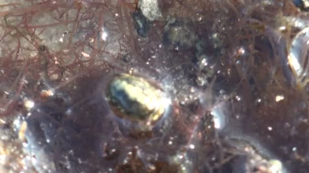 Valvifera Isopod skorupiaków morskich w poszukiwaniu żywności wśród wodorostów, pod wodą - Materiał filmowy, wideo