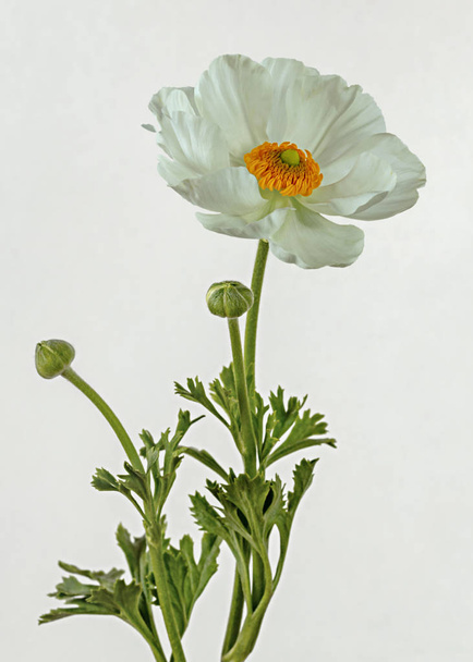 Rozkwitł Jaskier biały kwiat na białym tle - Zdjęcie, obraz