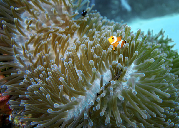 Klovni kala koralli
 - Valokuva, kuva