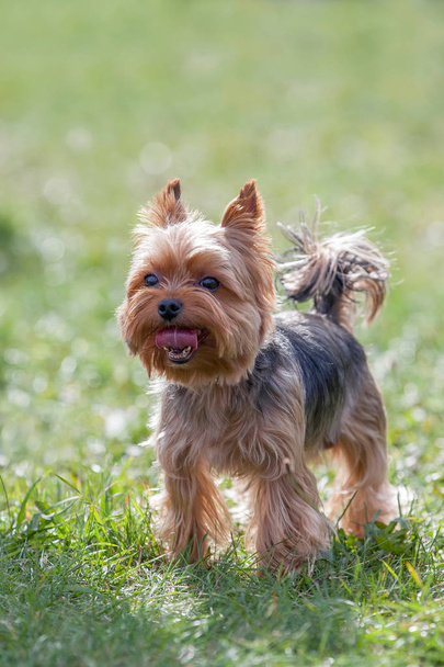 Yorkshire Terrier - Photo, Image