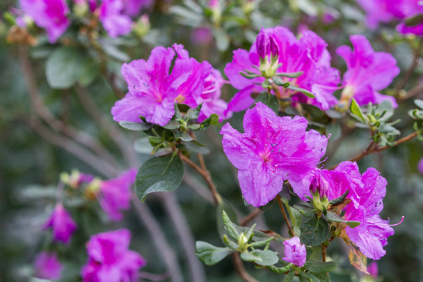 Duża różowa Azalia krzew w ogrodzie. Pora kwitnienia azalii. - Zdjęcie, obraz