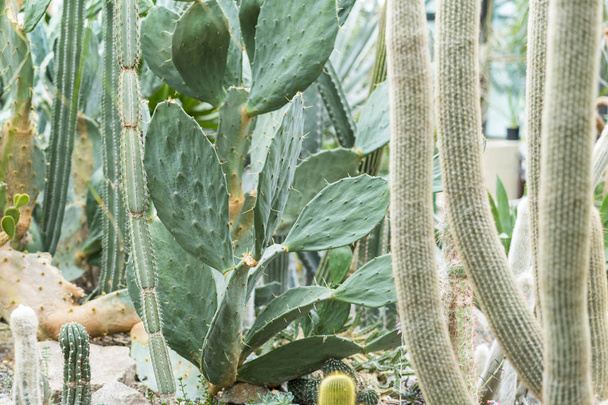 Big green sphere cactus with large needles and aloe and different cactuses on the background. - Fotografie, Obrázek