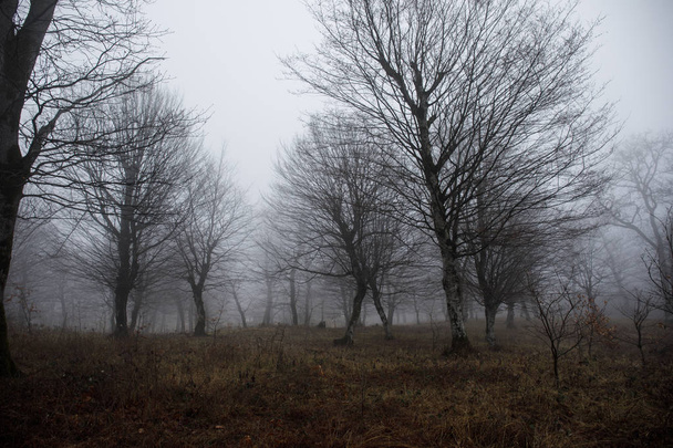 Τοπίο με όμορφες ομίχλη στο δάσος στο λόφο ή μονοπάτι μέσα σε δάσος μυστηριώδη χειμώνα με φθινοπωρινά φύλλα στο έδαφος. Δρόμος μέσα από ένα δάσος του χειμώνα. Μαγική ατμόσφαιρα. Αζερμπαϊτζάν - Φωτογραφία, εικόνα