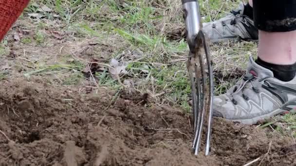 Woman digging soil with garden fork. Gardening and hobby concept. Gardening in the spring - Video, Çekim