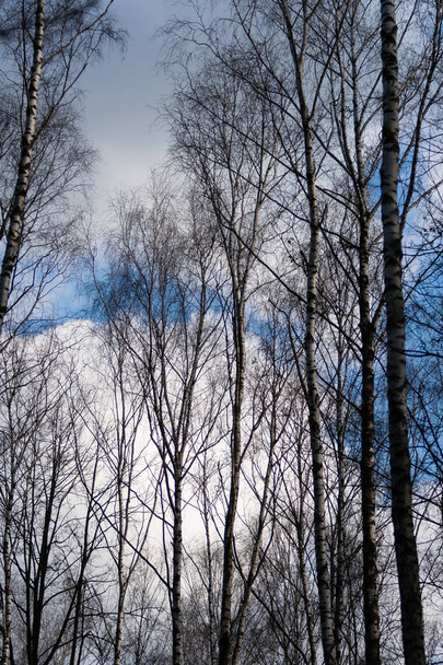 Corone di betulle sullo sfondo di un cielo blu di aprile con nuvole bianche
 - Foto, immagini