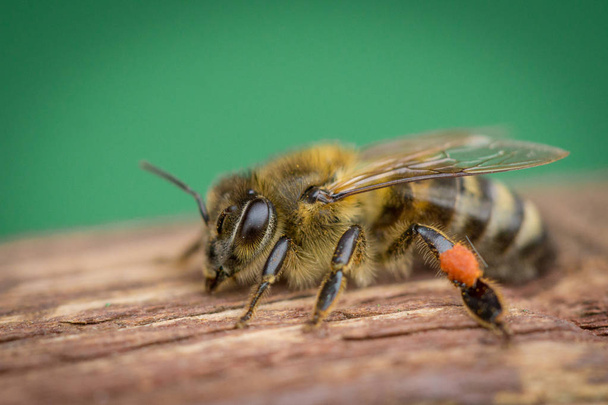 Pszczoła stojący na boardzie drewna na zewnątrz z bliska - Zdjęcie, obraz