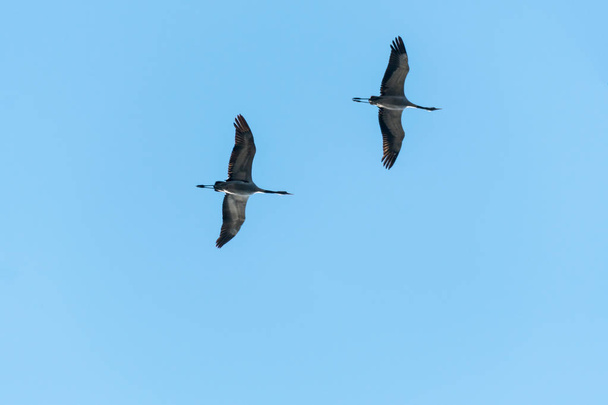 Vliegende kraan paar - Foto, afbeelding