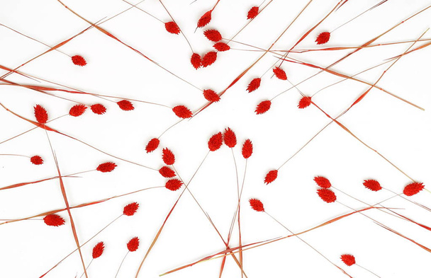 abstract background of pattern dry red  twigs on a white background.top view. - Foto, Imagen