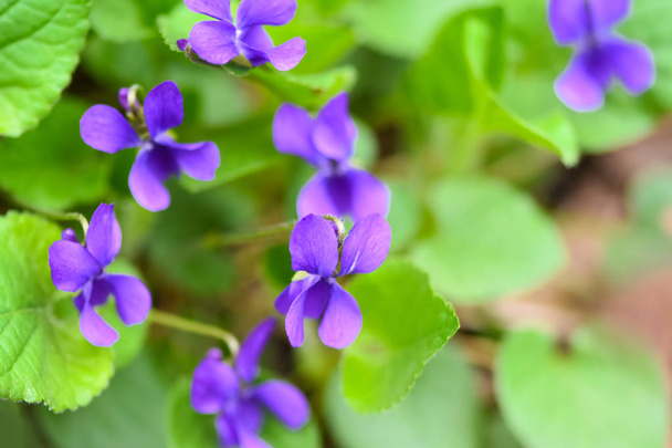A beautiful spring flower in the forest, early spring.Herbaceous perennial plant - Viola odorata (wood violet, sweet violet, English violet, common violet, florist 's violet, garden viole
) - Фото, изображение