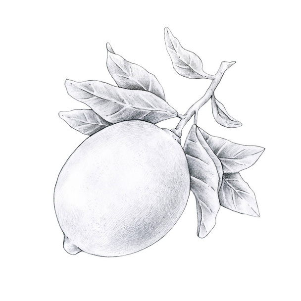 Black and white illustration of lemon fruit on a branch with leaves isolated on white background. Handwork drawing pencil - Foto, afbeelding