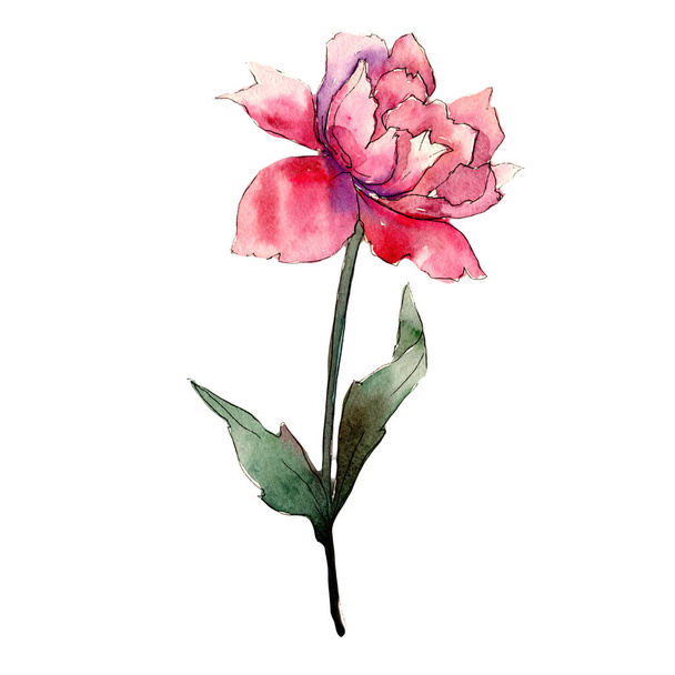 Colorful peony. Floral botanical flower. Wild spring leaf wildflower isolated. - Foto, immagini