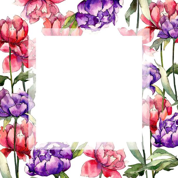 Kleurrijke pioen. Floral botanische bloem. Wild voorjaar blad wildflower frame. - Foto, afbeelding