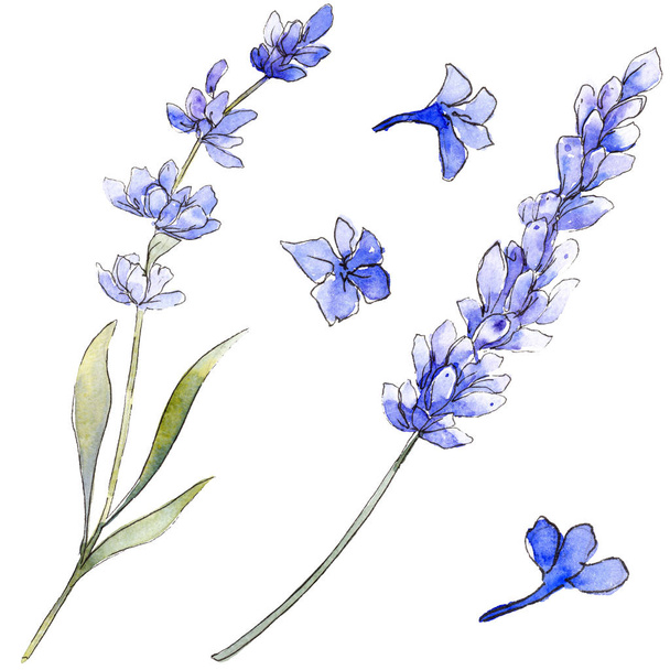 Violet lavender. Floral botanical flower. Wild spring leaf wildflower isolated. - Foto, Bild