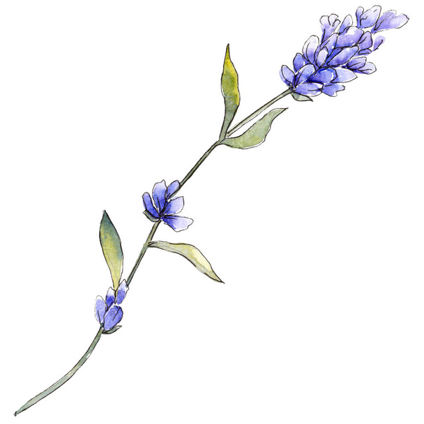 Violet lavender. Floral botanical flower. Wild spring leaf wildflower isolated. - Фото, зображення