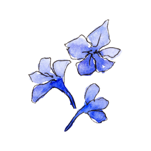 Violet lavender. Floral botanical flower. Wild spring leaf wildflower isolated. - Foto, imagen