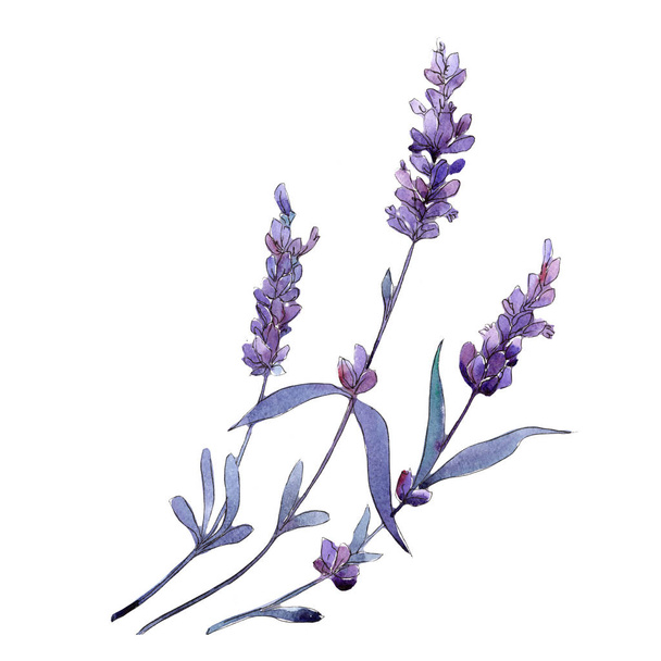紫のラベンダー。花植物の花。分離した野生春葉ワイルドフラワー. - 写真・画像