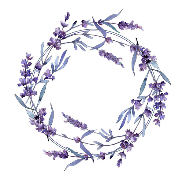 Violet lavender. Floral botanical flower. Wild spring leaf wildflower frame. - Foto, Bild