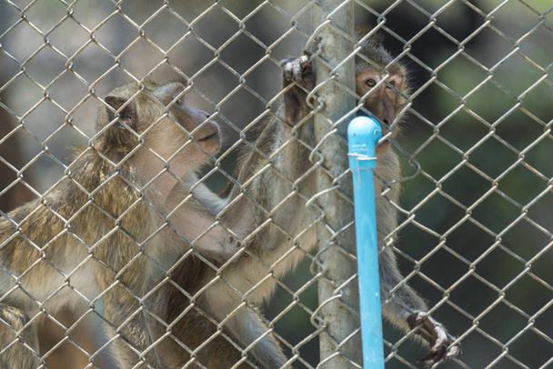 monkeys in cage in zoo - Foto, imagen