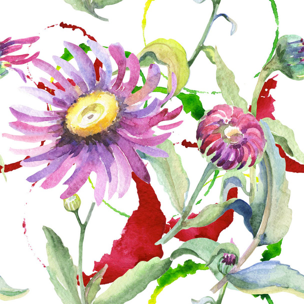 Camomilla viola. Fiore botanico floreale. Modello di fiore selvatico foglia primavera selvatica
. - Foto, immagini