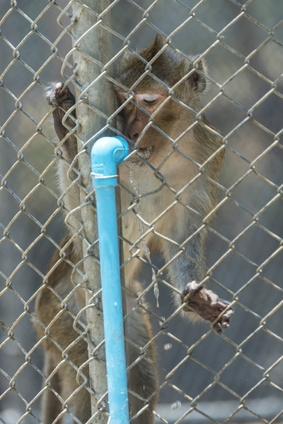 monkey in locked cage - Фото, зображення