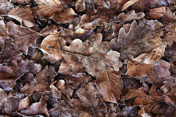 Frostiges Laub. Заморожені листя - Фото, зображення