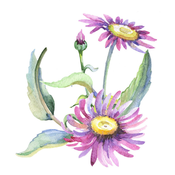 Violet chamomile. Floral botanical flower. Wild spring leaf wildflower isolated. - Photo, Image