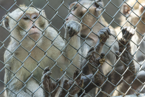 opice v kleci v zoo - Fotografie, Obrázek