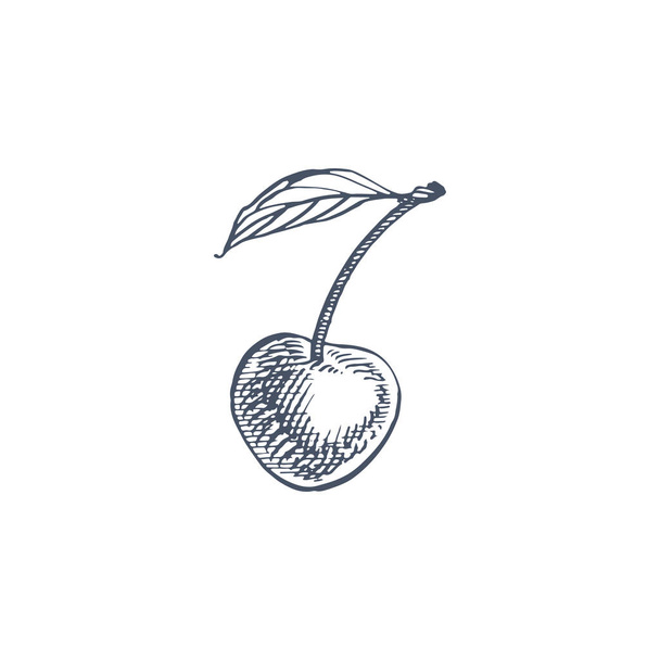 Cherry set. Hand drawn berry isolated on white background. Summer fruit engraved vector style illustration. Great for label, poster, print. - Vetor, Imagem