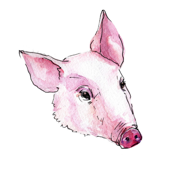 Cochon animal sauvage dans un style aquarelle isolé
. - Photo, image