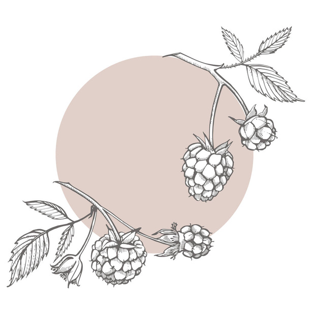 Hand drawn raspberry. Retro sketch style vector illustration. Perfect for invitation, wedding or greeting cards. - Vector, Imagen
