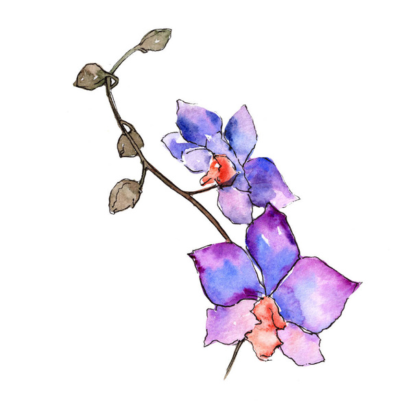 Violet orchidee. Floral botanische bloem. Wild voorjaar blad wildflower geïsoleerd. - Foto, afbeelding
