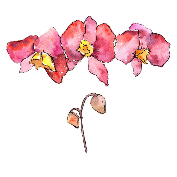 ハワイピンクの蘭。花植物の花。分離した野生春葉ワイルドフラワー. - 写真・画像