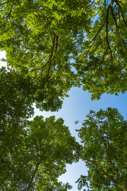 canopy tree with blue sky - Foto, Bild