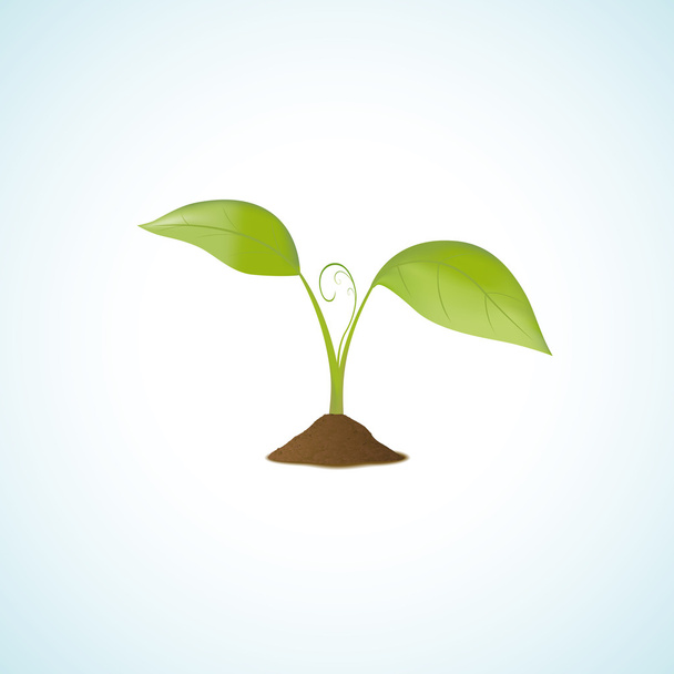 Young plant isolated - Vector, Image