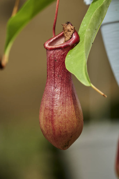 nepenthes pianta carnivora in giardino
 - Foto, immagini