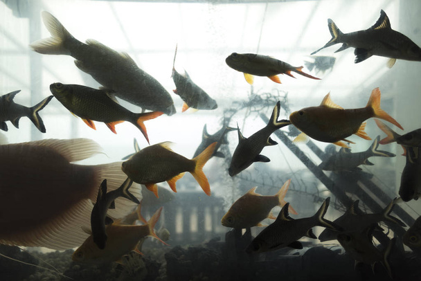 Группа рыб в аквариуме
 - Фото, изображение