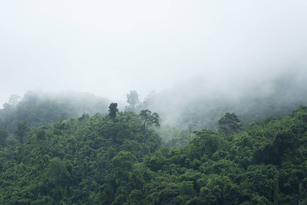 beautiful tropical forest in mountains  - Zdjęcie, obraz