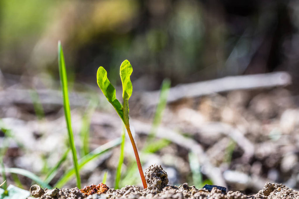 eine winzige grüne Pflanze, die aus der Erde wächst - Foto, Bild