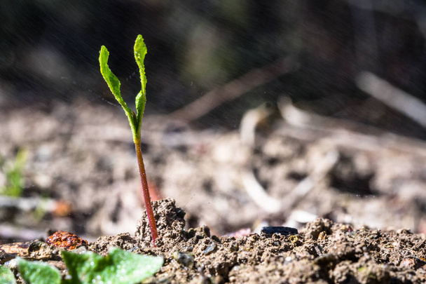 Ένα μικροσκοπικό πράσινο φυτό που αυξάνεται από τη γη - Φωτογραφία, εικόνα