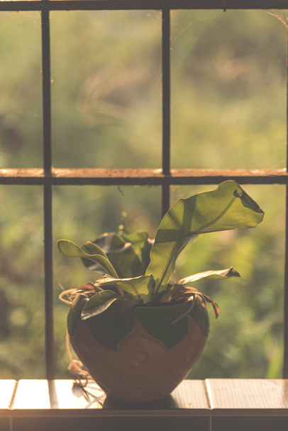 Декоративні рослини горщик з сонячним світлом
 - Фото, зображення