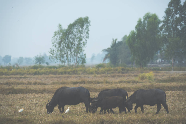 Buffalo in rice paddies in Thailand, filtered vintage image - 写真・画像