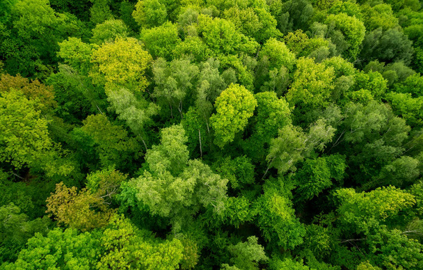 Luchtfoto van bos. Mooie natuurlijke achtergrond op de zomertijd - Foto, afbeelding