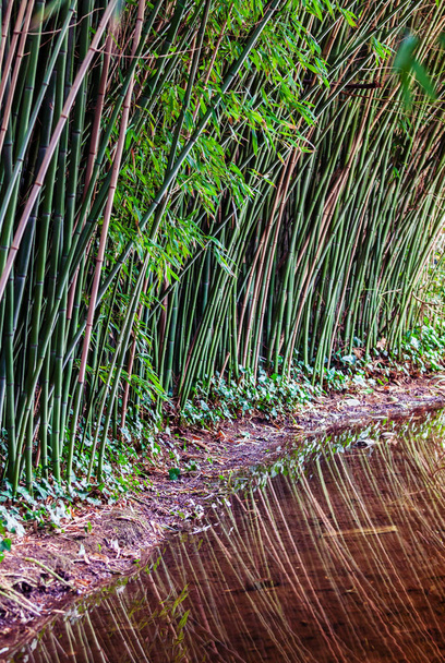 Tallos de bambú en el agua
 - Foto, Imagen