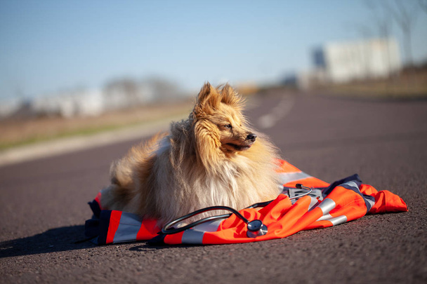 Záchrana psa leží na sako červené zdravotník - Fotografie, Obrázek
