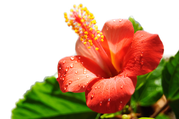 hibisco rojo floreciendo
 - Foto, Imagen